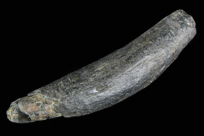 Fossil Pygmy Sperm Whale (Kogiopsis) Tooth #78239